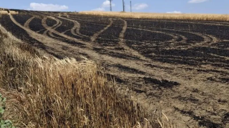 Tekirdağ'da Arpa Tarlasında Yangın: 13 Dönüm Kül Oldu!