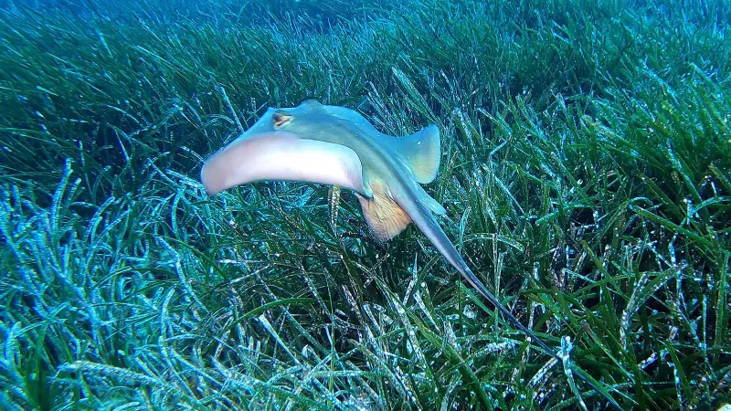 Akdeniz'in Kalbi Kaş'ta Atıyor: Deniz Çayırları Görüntülendi!