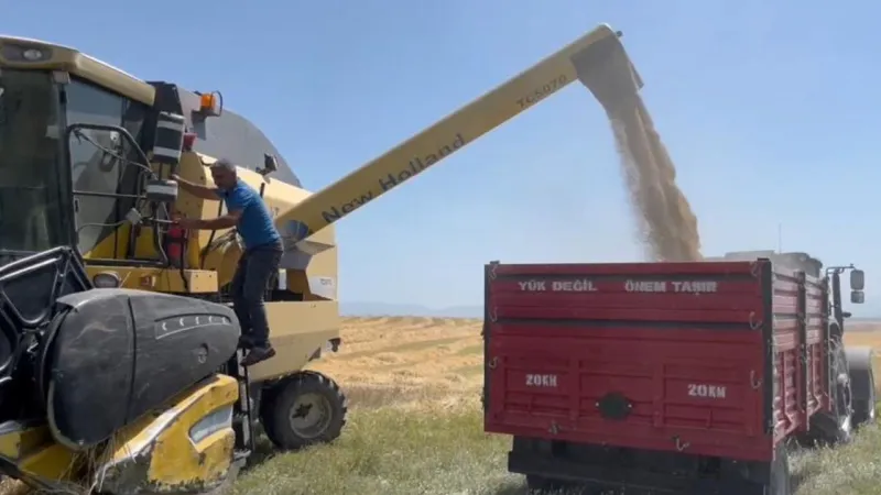 Ata tohumu ile tarladan bereket fışkırdı, çiftçinin yüzü güldü