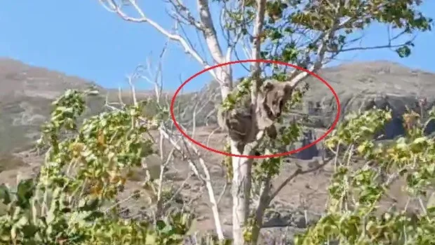 Bir köy seferber oldu! Bu kez ağaç tepesinde görüldü