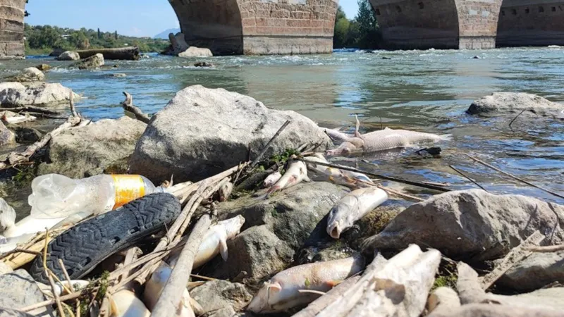 Ceyhan Nehri'nde toplu balık ölümleri