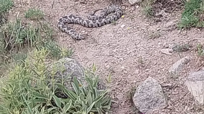 Zehirli Yılan Alarmı! Eskişehir Yakınlarında Engerek Panik Yarattı