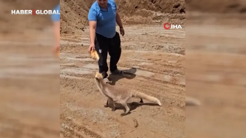 Aç İşçilerin Dostu Tilki! Her Gün Madene Geliyor