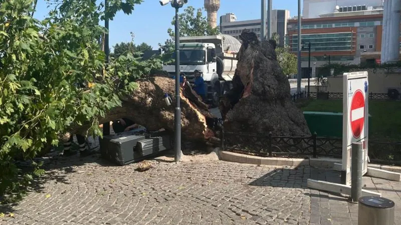 İzmir'de Asırlık Çınar Dehşeti! Kemeraltı Çarşısı'nda Neler Oldu?