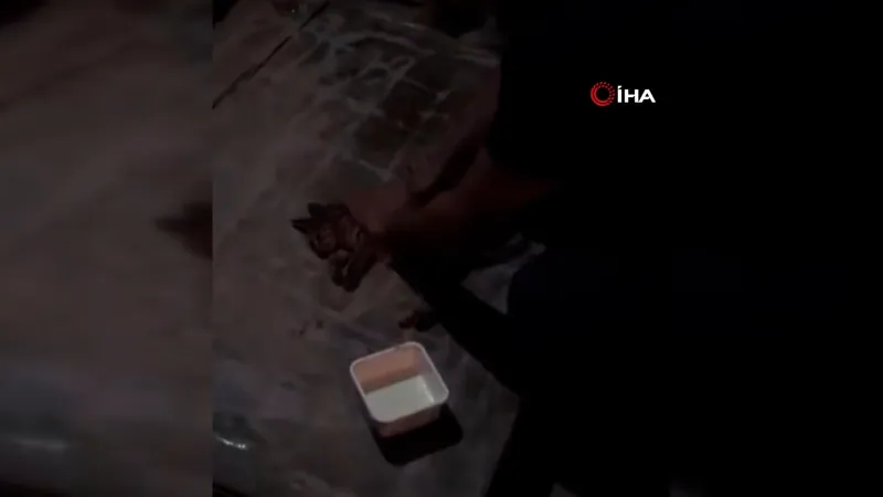 Kalbi duran yavru kediye yürek ısıtan kalp masajı