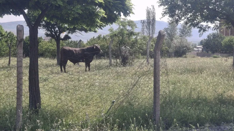 Kesimden kaçan tosun, uyuşturucu iğneyle sakinleştirildi
