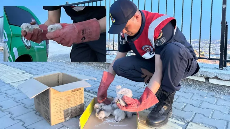 Kilis'te 4 yavru kartal bulundu