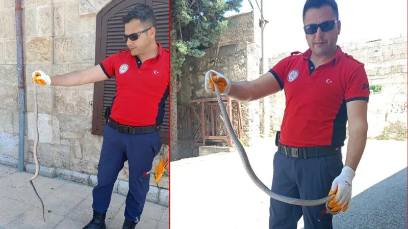 Mersin'de Hastane Bahçesinde Dehşet! Yılan Paniği