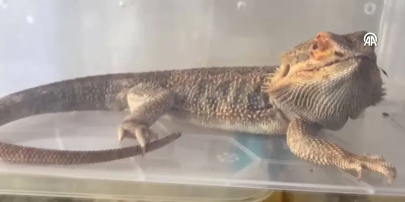 Ankara'da Şok Baskın! Piton, Tarantula Ele Geçirildi!