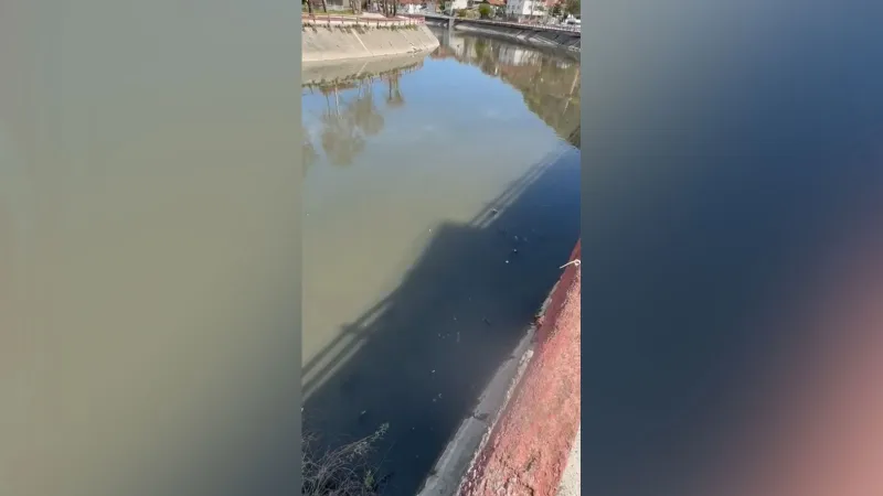 Yeşilırmak'ta Şok Ölüm Vakaları! Balıklar Bitti, Şimdi de Ördekler Mi?