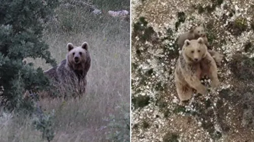 Aç Ayı Bayburt'u Talan Etti! Cami Yemekhanesi Paramparça!