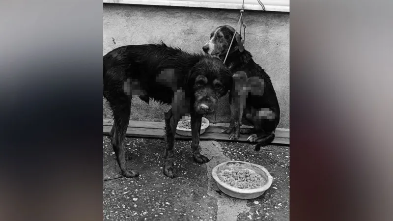 Köpek Katliamı! Araç Arkasında Sürüklenen Köpeklere Ne Oldu?