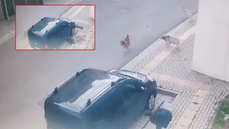 Bursa'da Köpek Dehşeti! Başıboş Köpekler Çocuğa Saldırdı