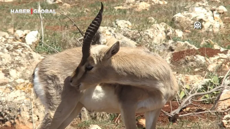 Dağ Ceylanları Yok Olmaktan Kurtuluyor! İşte O Merkez