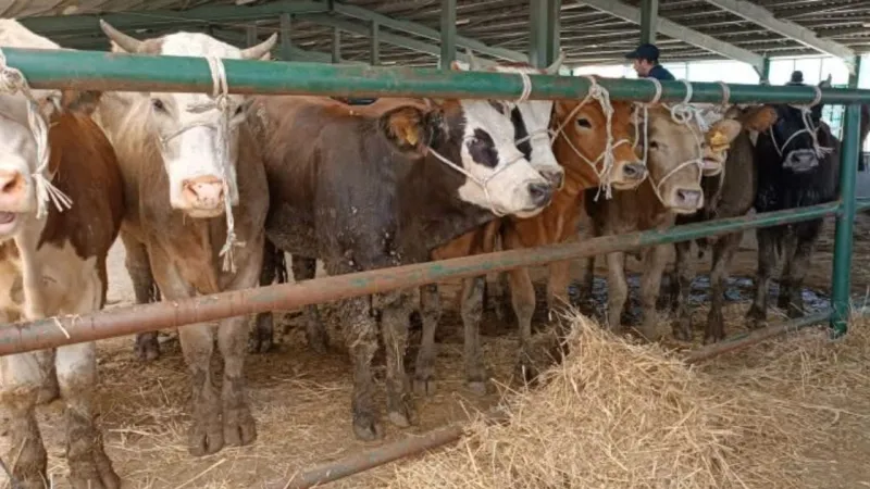 Kütahya'da Hayvan Pazarı Müjdesi! Tavşanlı'da Alışveriş Başladı