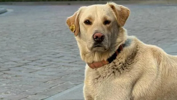 Banka Şubesinde Köpek Alarmı! İstanbul'da Neler Oluyor?