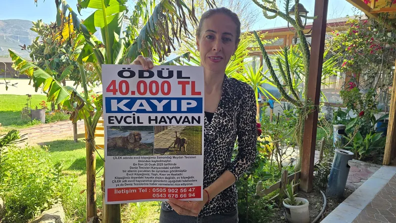 Kayıp Köpek Çilek'i Bulana 40 Bin TL Ödül! Şok Gelişme