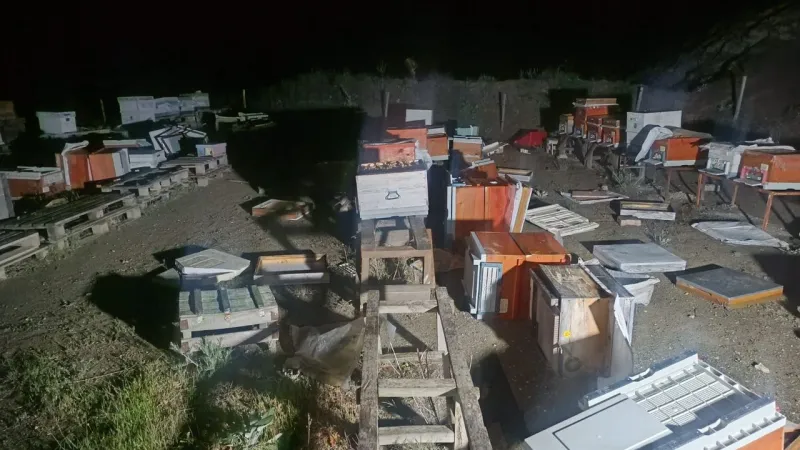 Arı Kovanları Alevlere Teslim! Bilecik'te Büyük Arı Kaybı