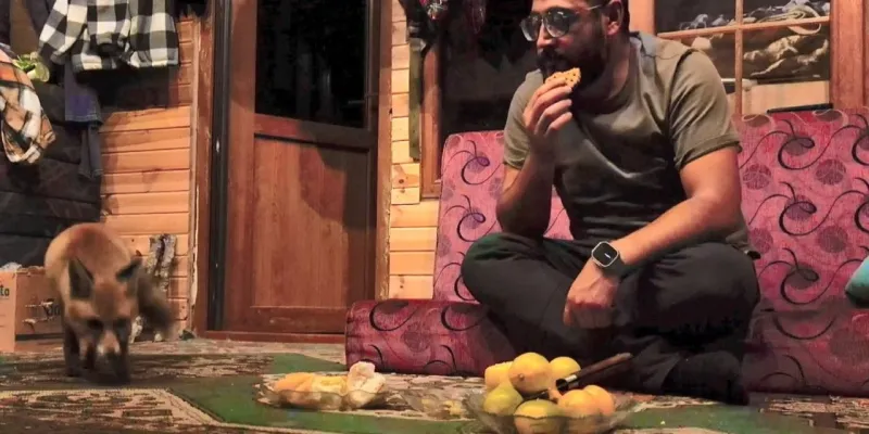 Tilko Evin Maskotu Oldu! Camdan Girdi, Kalpleri Çaldı!