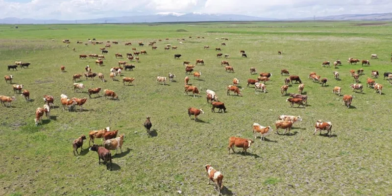 Kaçak Kurban Çetesi Çökertildi! Yüzlerce Hayvan Kurtarıldı